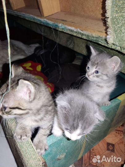 Шотландский вислоухий котенок