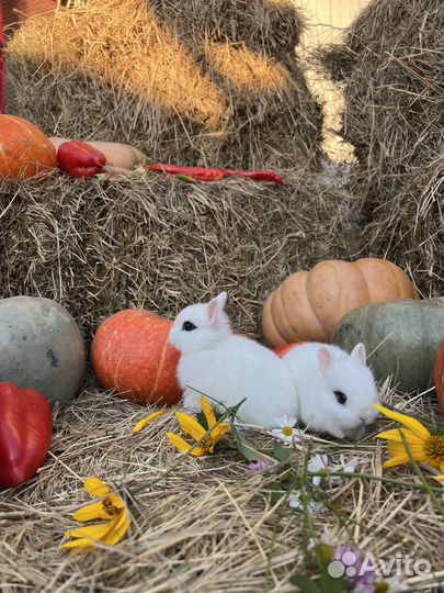 Кролики Царские красивые