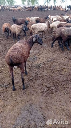 Овцы бараны живьём.на мяса