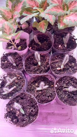 Кактус уличный