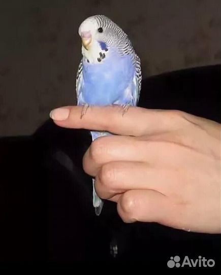 Волнистые попугайчики редких и обычных окрасов