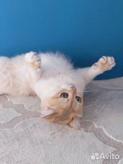 Золотой котик