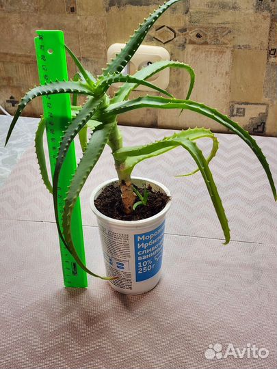 Алоэ древовидный столетник