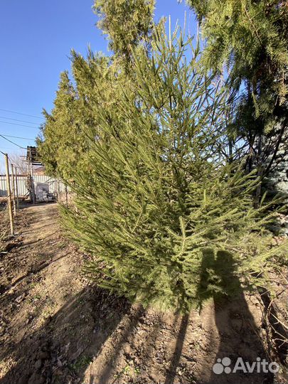 Ель - обыкновенная крупномер