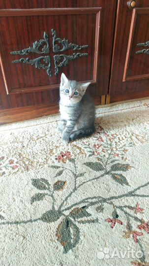 Вислоухие шотландцы