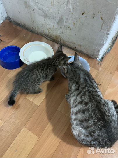 Котенок мальчик