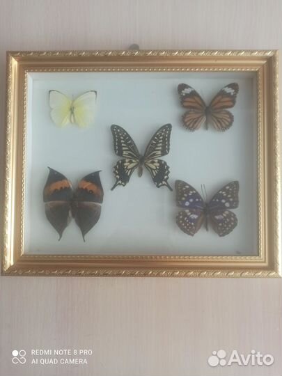 Бабочки под стеклом