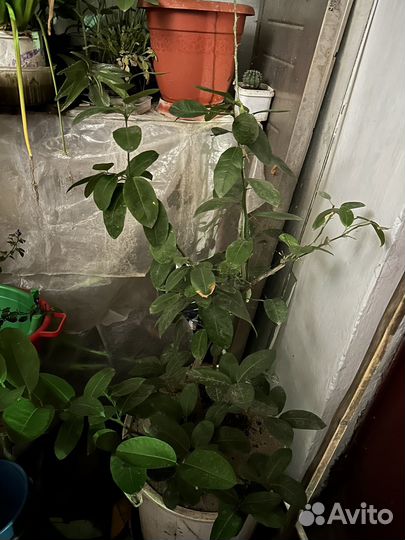 Лимонное дерево с плодами