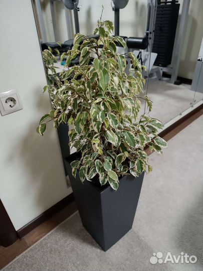 Фикус бенджамина пестролистный