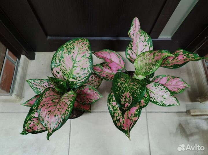 Сортовые аглаонемы