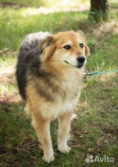 Очаровательная собака в добрые руки