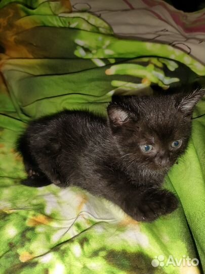 Отдам котят в хорошие руки