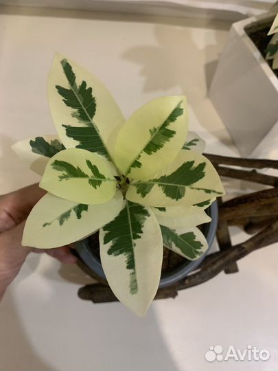 Фикус альбомаргината