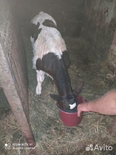 Телёнок) телочка