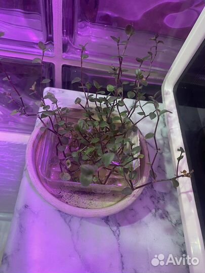 Каллизия, традесканция mini