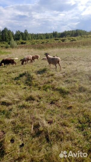 Мрс Овцы.Ярки.Ягнята.Бараны