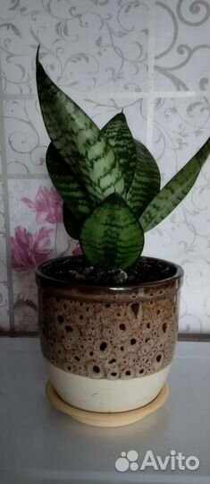 Сансевиерия