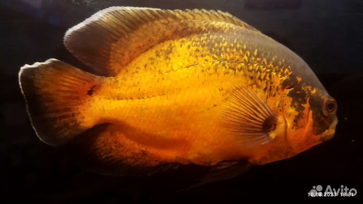 Астронотус