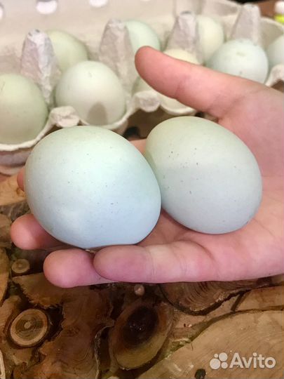 Инкубационное яйцо