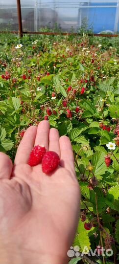 Рассада клубники, земляники