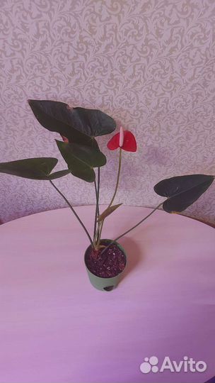 Антуриум Виолет Харт