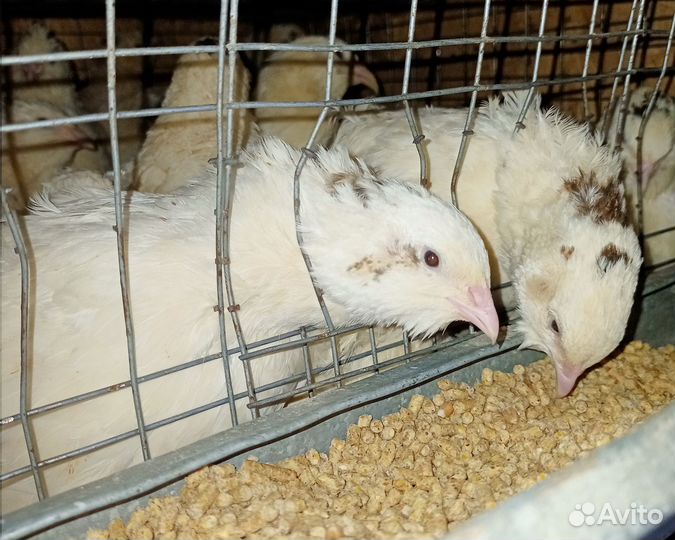 Перепел мясной Дмитриевский и Танюшкин Фараон