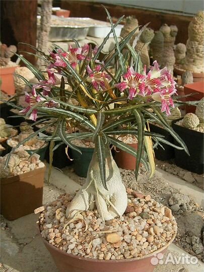 Семена Адениума