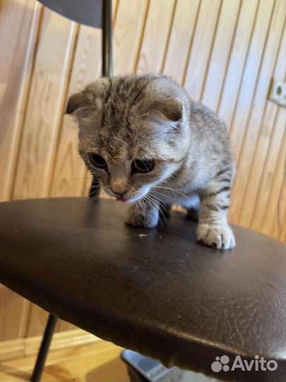 Шотландская вислоухая