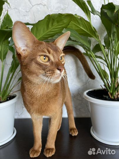 Абиссинский кот на вязку