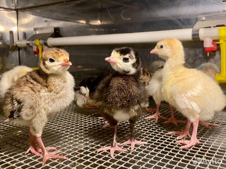 Индюки северокавказские. Индюшата и и/я