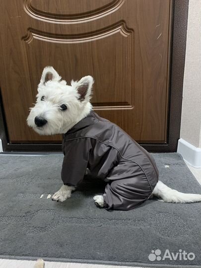 Костюмчик для собак