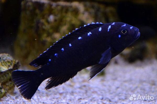 Цихлиды Африки