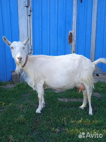 Коза дойная зааненка