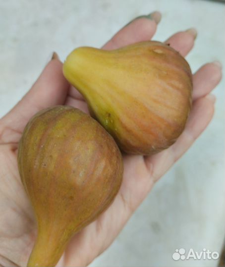 Саженцы домашнего инжира