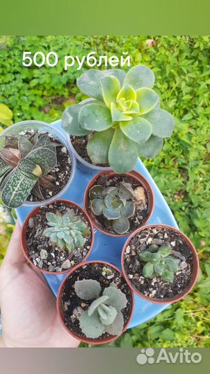Суккуленты микс