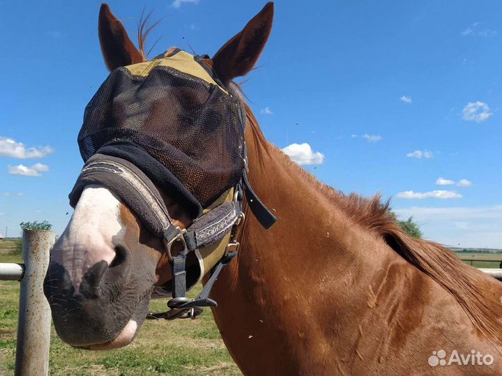 Противомоскитная маска