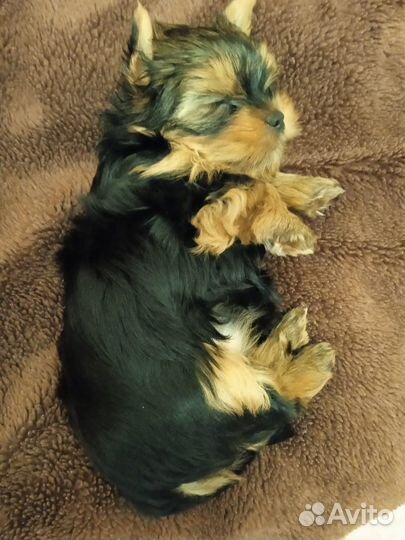 Йоркширский терьер мини беби фейс щенки