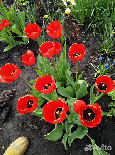 Луковицы красных тюльпанов