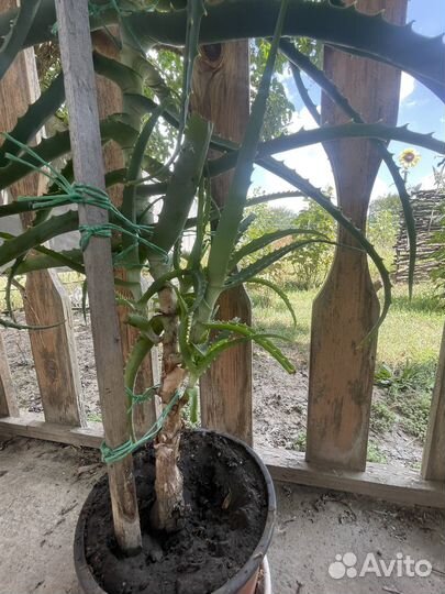 Алоэ лечебный