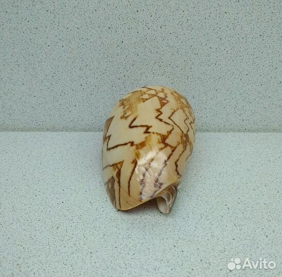 Валюта Нобилис 8,9 морская ракушка раковина