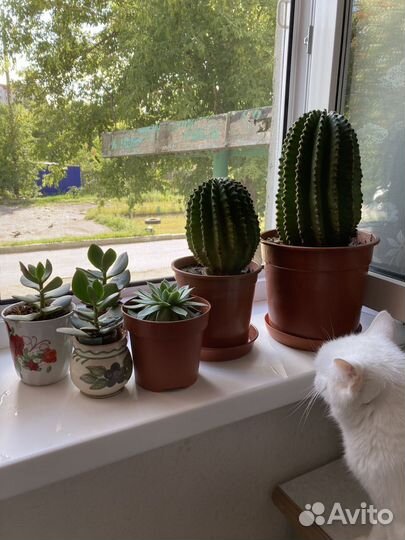 Большой кактус и денежное дерево