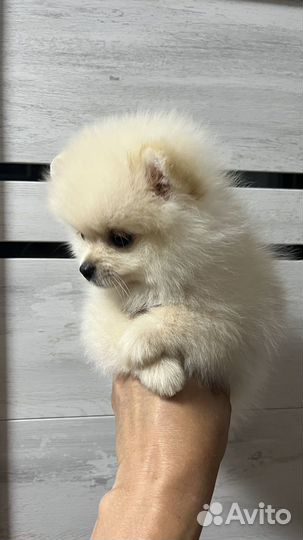 Щенки шпица