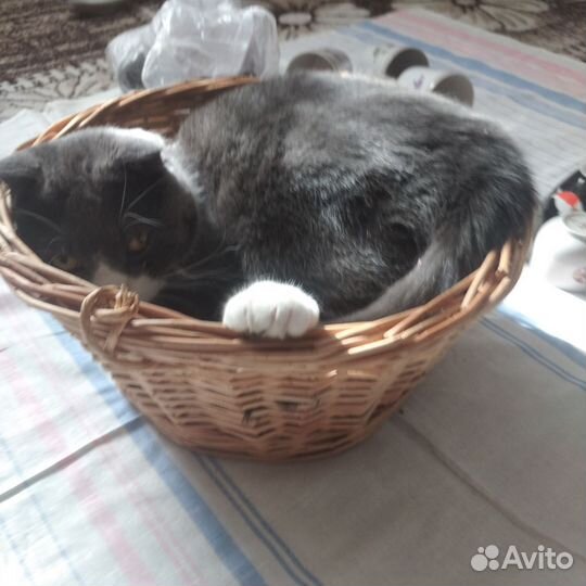 Корзина плетёная для кота