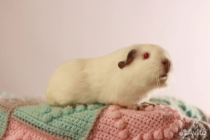 Породистый поросёнок