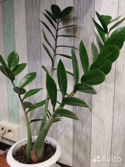 Комнатные растения цветы