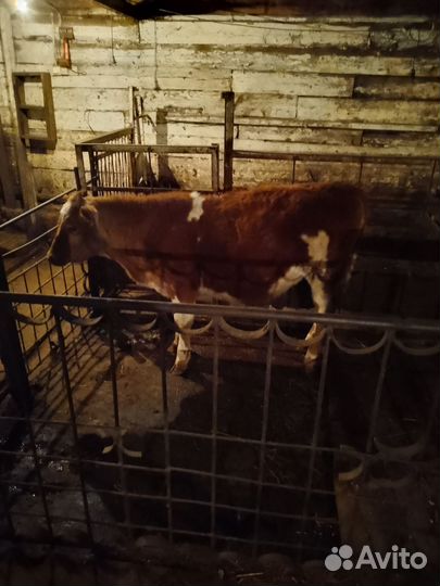 Телачка 7 мес