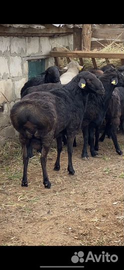 Эдельбаевские бараны на племя