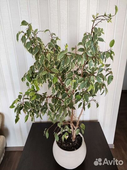 Фикус бенджамина пестролистный