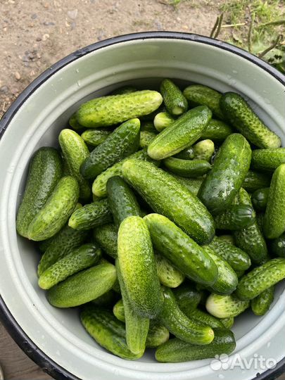Огурцы домашние