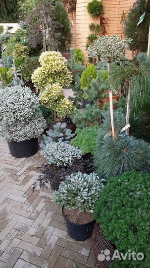 Ель Зе Блюз, Лиственница Стиф Випер, Энгельмани